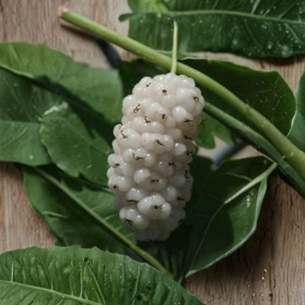 White Mulberry Tree Cuttings – Morus alba 10 Pack | 6–8 Inch Organic Fruit Tree | Cold Hardy Sweet Berry Starter