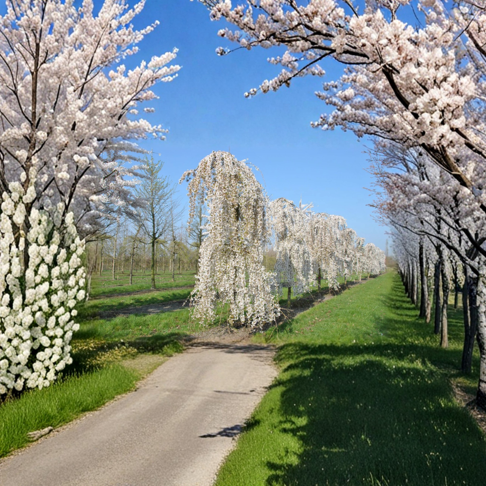 Prunus x ‘Snofozam’ – Snow Fountains® Weeping Cherry Grafted Ornamental Tree | 2–3 Feet Tall | Shipped in 3 Gallon Pot Graceful Weeping Form | Snow-White Spring Blooms | Compact Landscape Tree