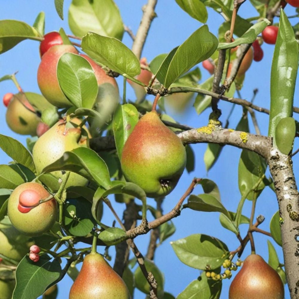 Legipont Pear – Pyrus communis 25+ Seeds | Heirloom European Variety | USA Sourced Sweet & Juicy Fruit | Backyard Orchard Starter | Free Shipping