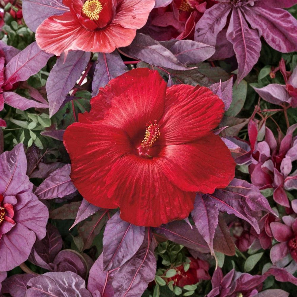 Mahogany Splendor Hibiscus – Red Leaf Live Starter Plant | Small Rooted Plant in Pot | Tropical Foliage | Patio & Garden Ready