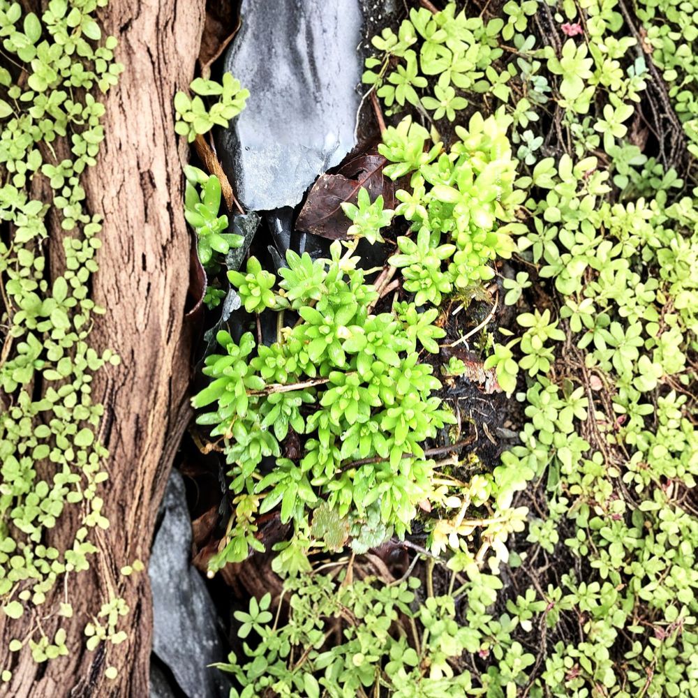 Sedum Sarmentosum Cuttings – 60 Pack Live Creeping Succulent | Fast Growing Ground Cover | Hardy Perennial Sedum