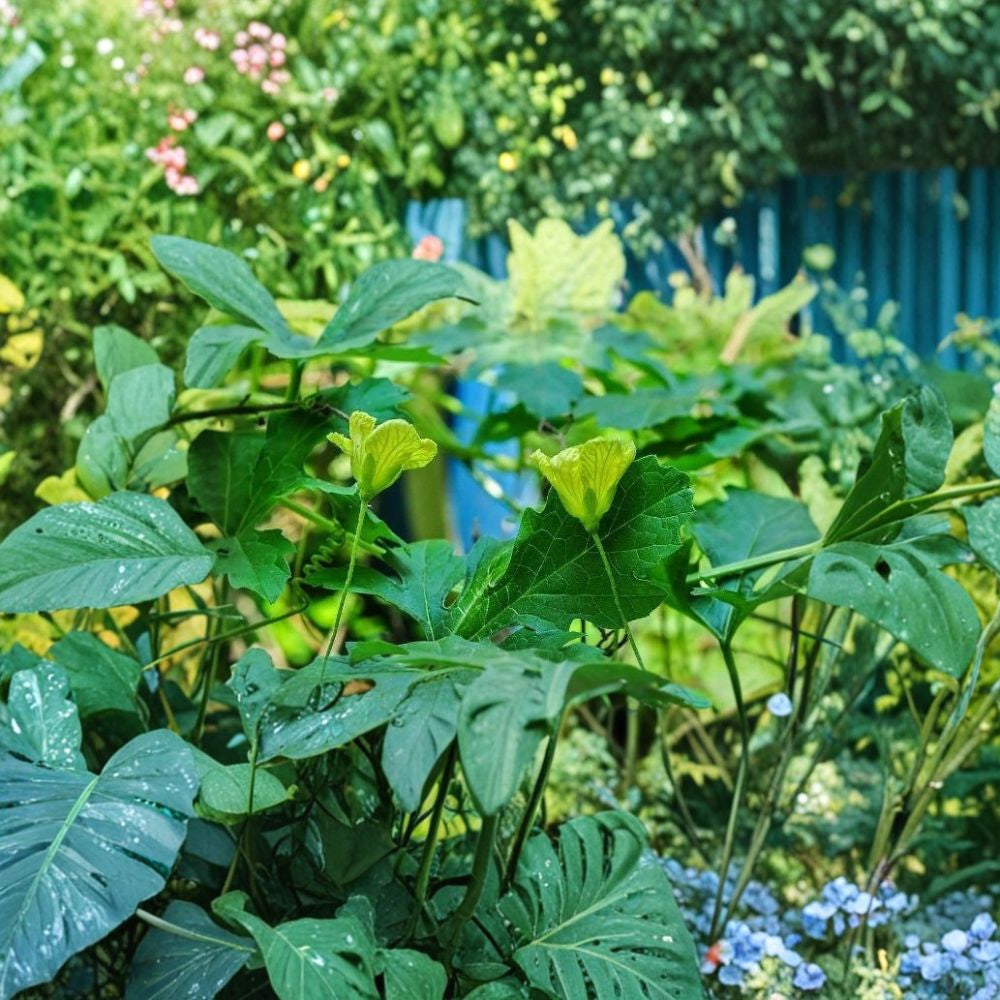 White Bitter Melon – Momordica charantia 5 Seeds | Balsam Pear India Long White | Heirloom Vine Exotic Edible Gourd | Fast Growing Climber | Nutrient-Rich Fruit