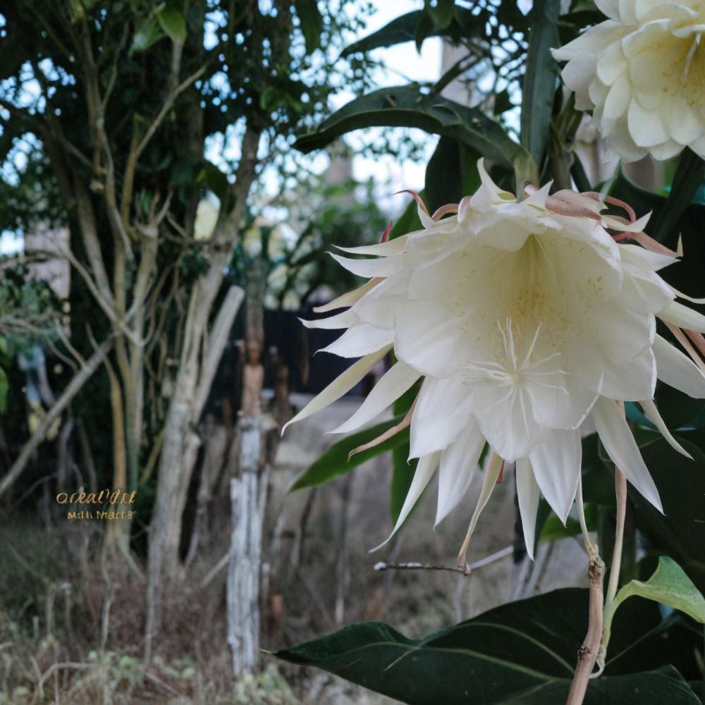 Epiphyllum Oxypetalum Cutting – Queen of the Night | 6–10 Inch Unrooted Orchid Cactus | Fragrant White Bloom Plant