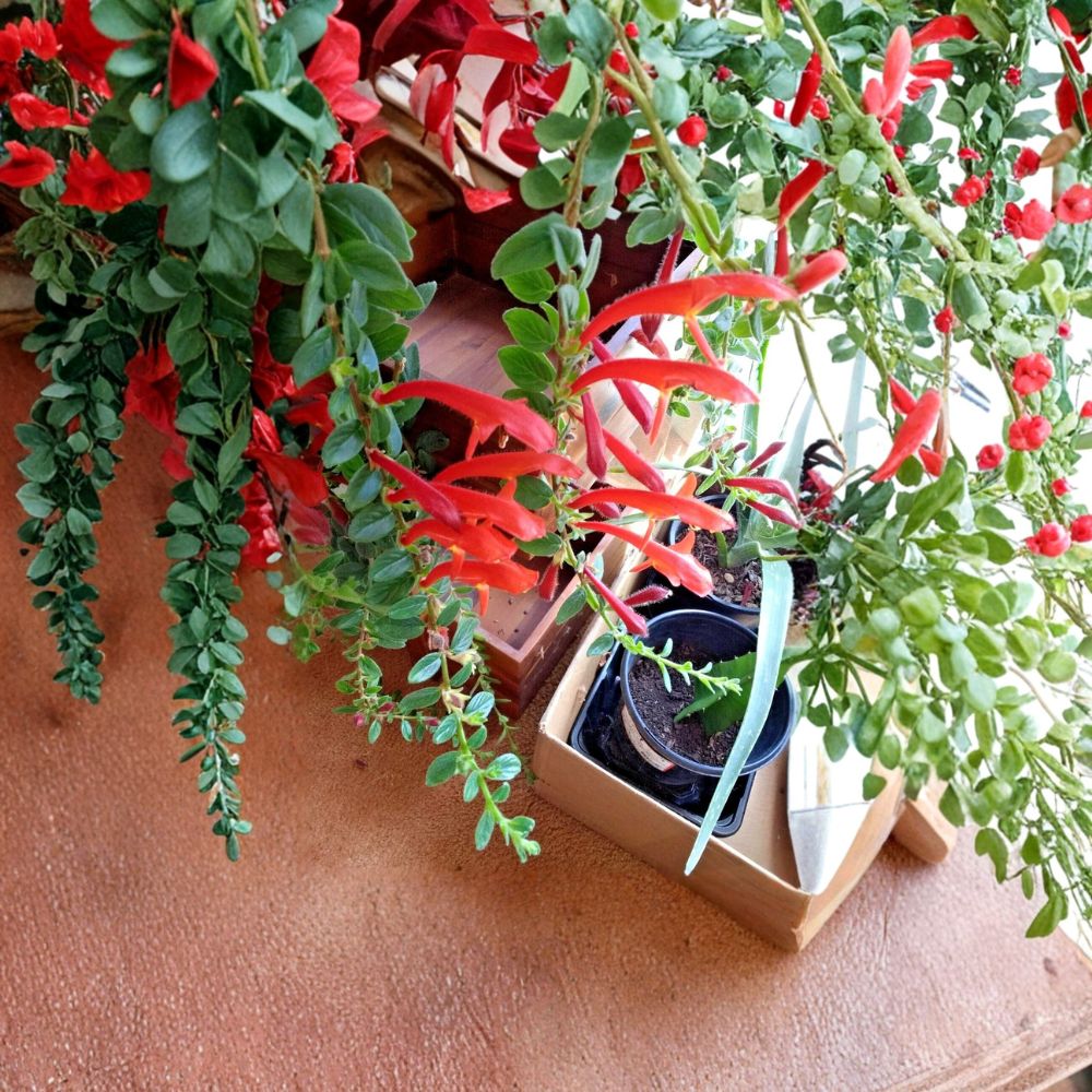 Goldfish Plant Red – Nematanthus gregarius Live Houseplant | 6 Rooted Stems | Rare Flowering Plant | Hanging Basket | Easy Indoor Care