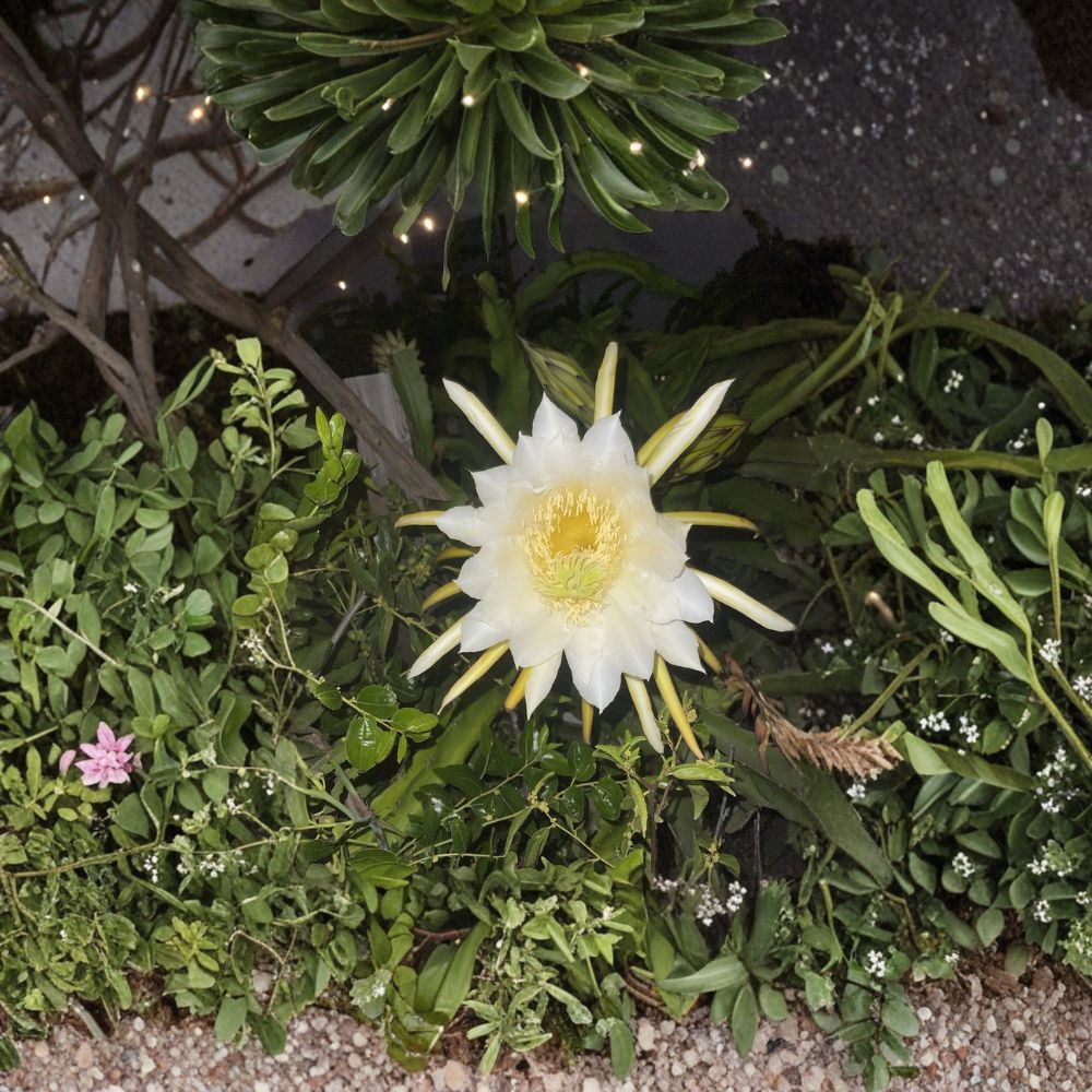 Lisa Dragon Fruit – 10–18 Inch Cuttings | Hylocereus Polyrhizus | Some Rooted Pitaya | Sweet Red Flesh Fruit Plant