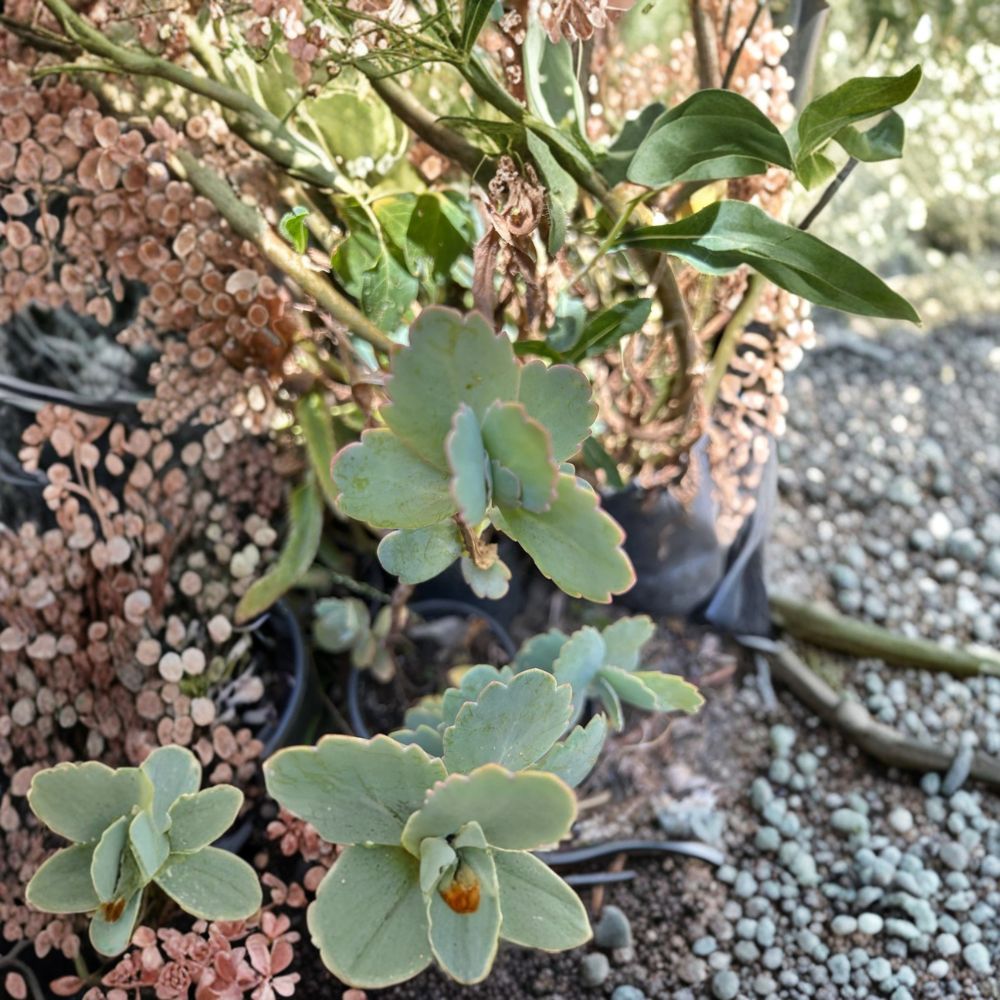 Succulent Cuttings Mix – 5 Organic Kalanchoe Jade & Mother of Thousands | 5 Inch Cuttings | Easy Grow Low Maintenance Plants