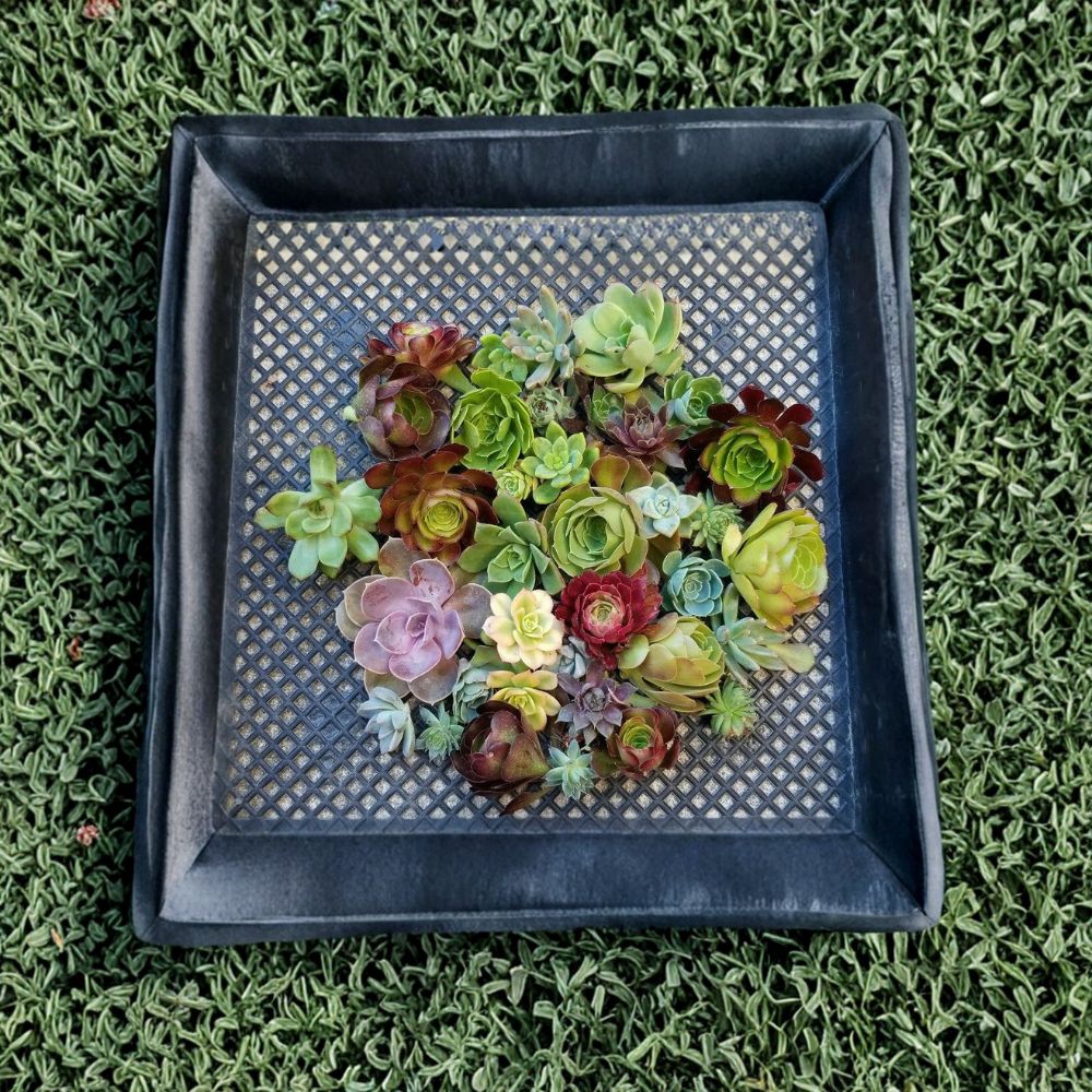 Succulent Cuttings Mix – 10 Rosette Cuttings | Echeveria Aeonium Sempervivum Assorted | No Roots | Variety Pack | Indoor & Outdoor Garden