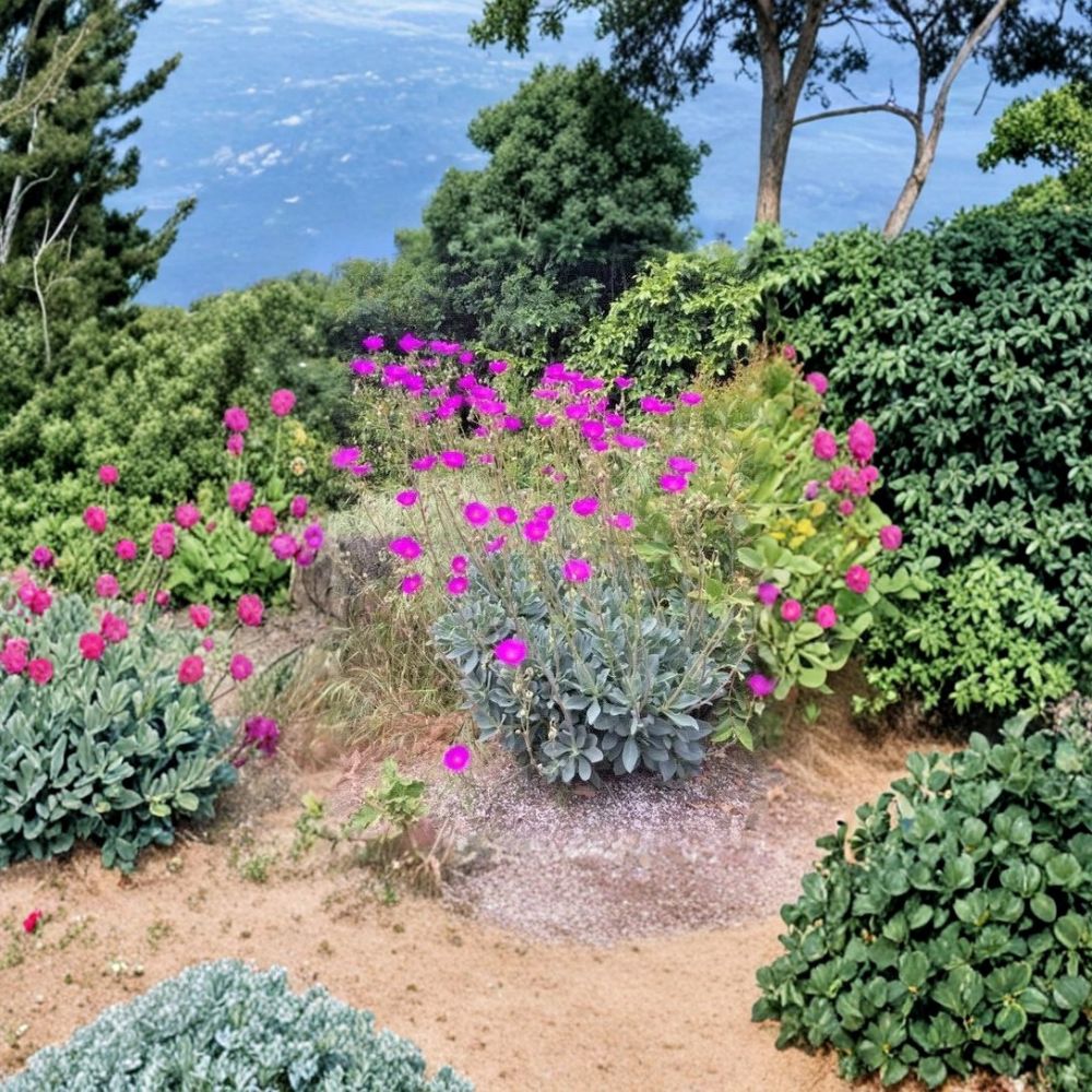 Rock Purslane Cuttings – Calandrinia spectabilis Live Unrooted | Set of 15 | Magenta Purple Flowers | Drought Tolerant | Easy to Grow