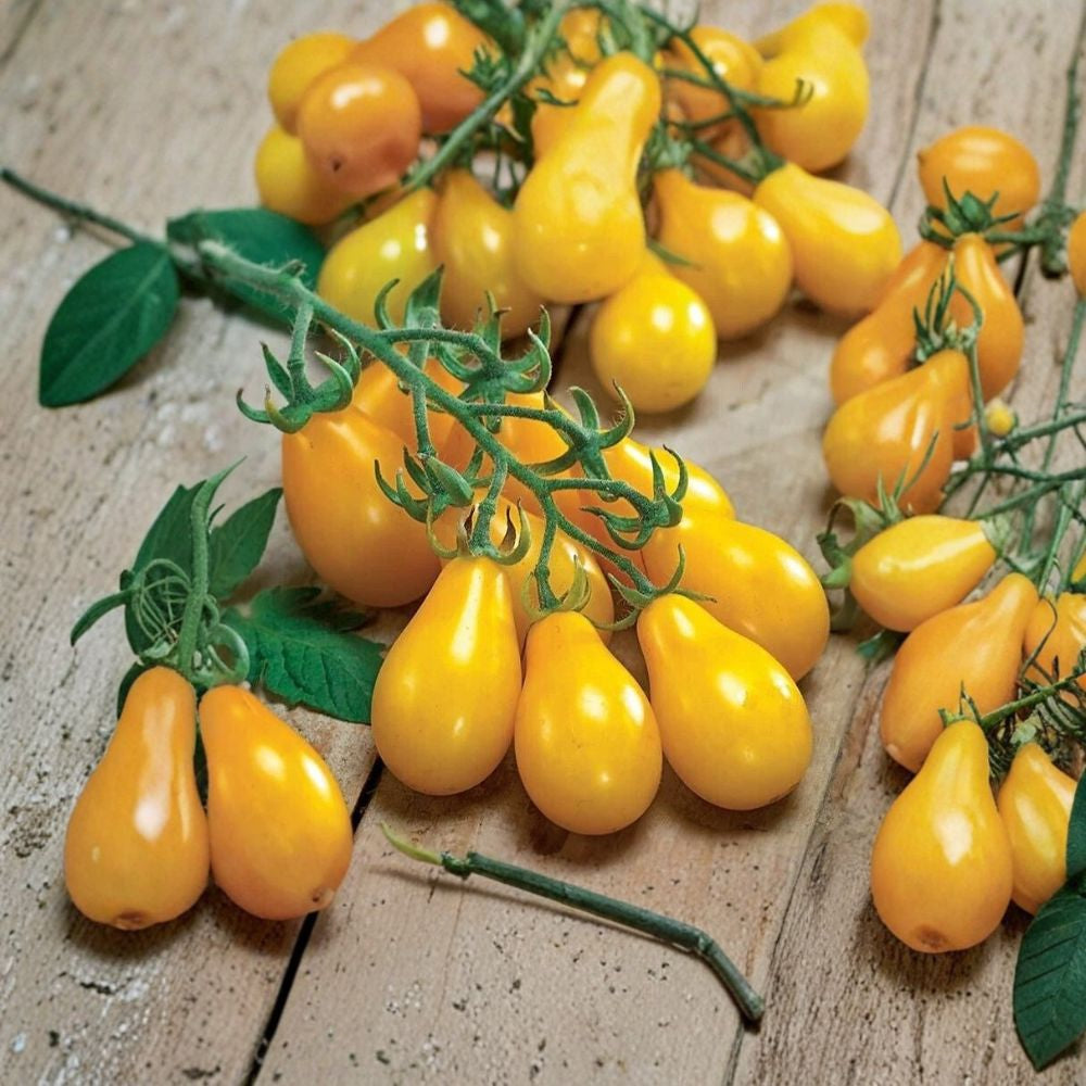 Yellow Pear Tomato Seeds – 50 Fresh Harvest Heirloom | Non-GMO | Indeterminate | Sweet Cherry Tomato Premium 2024 Harvest | Home Garden Favorite