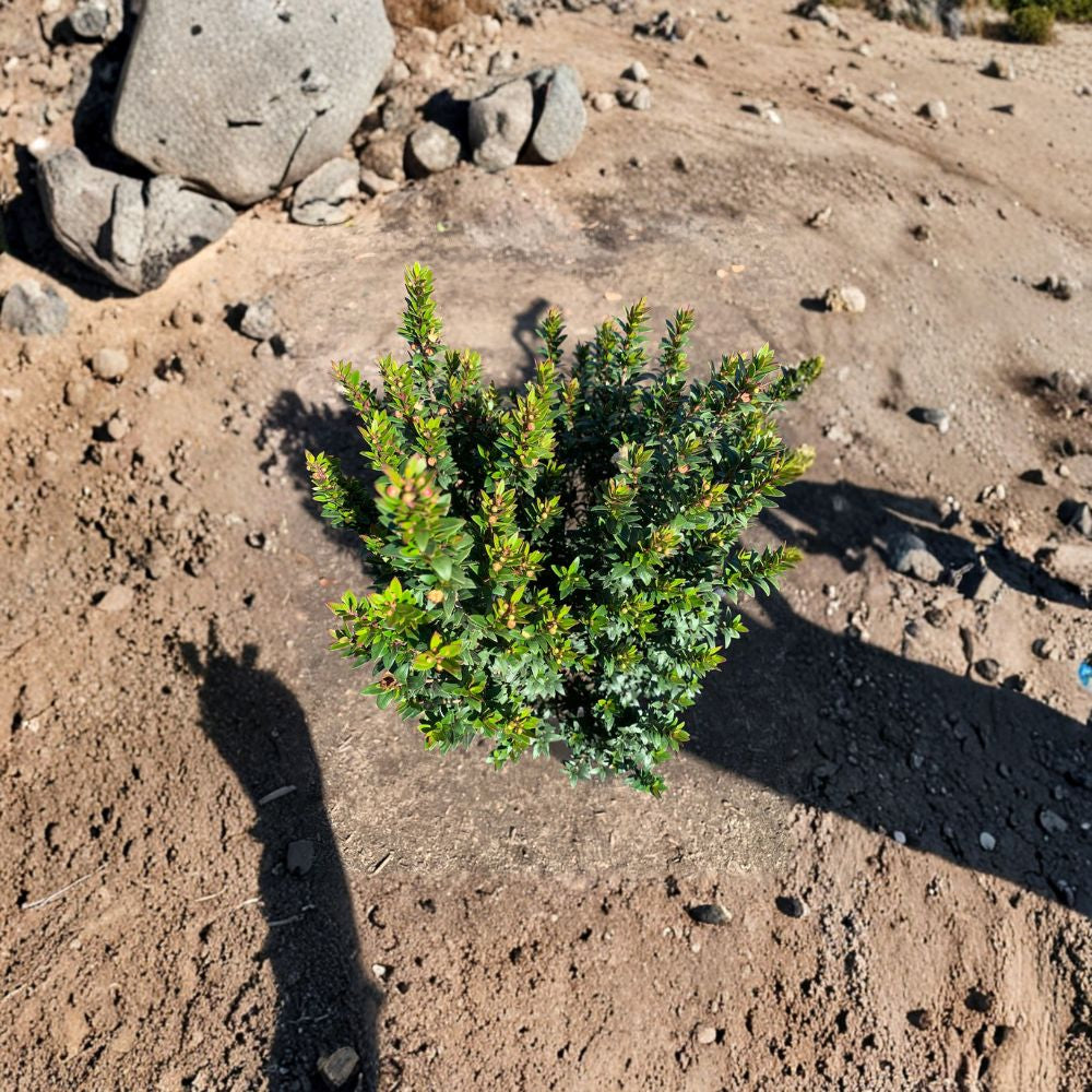 Myrtus Communis ‘Compacta’ – Dwarf Myrtle Live Plant | 12 Inches Tall | Ships in 1 Gallon Pot Compact Evergreen Shrub | Fragrant Foliage | Great for Containers