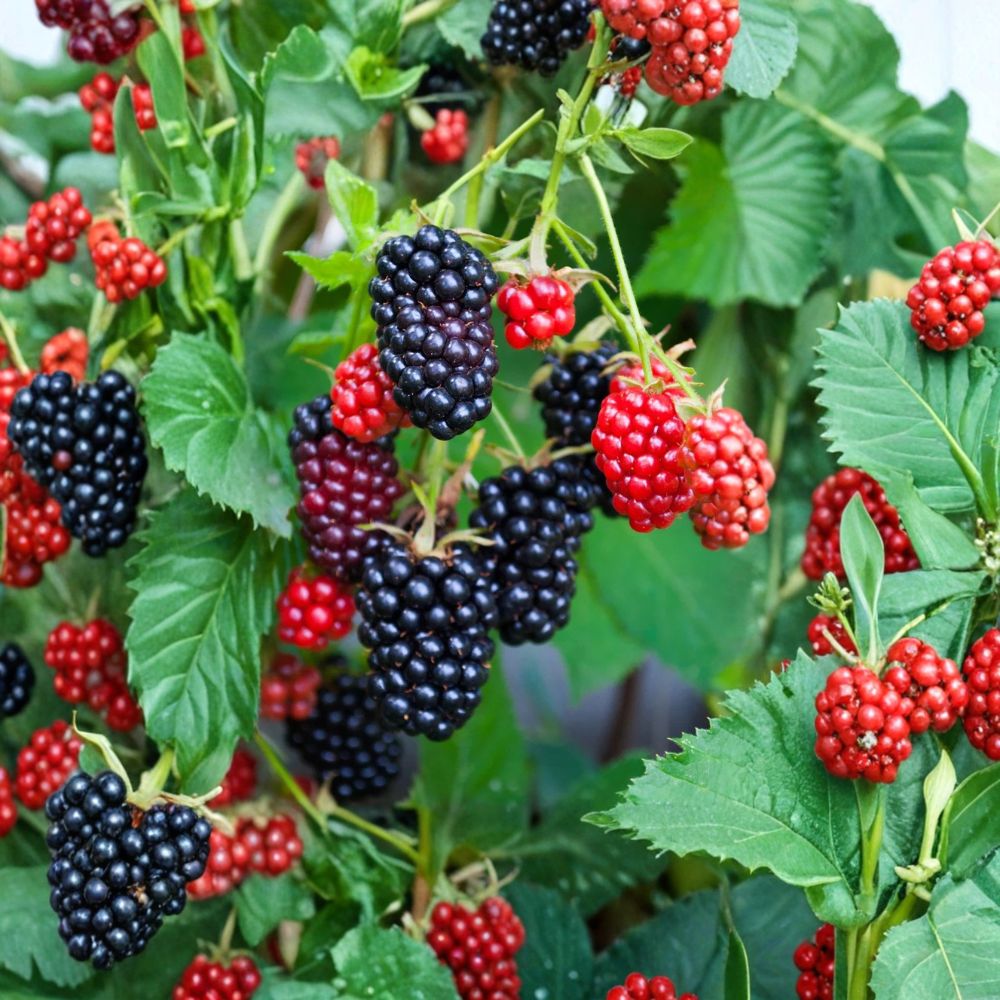 Apache Thornless Blackberry Plants – 3 Live Starter Plugs | 3–6 Inches Tall | Rubus fruticosus Sweet Berry Bush | Bare Root Garden Fruit Plant