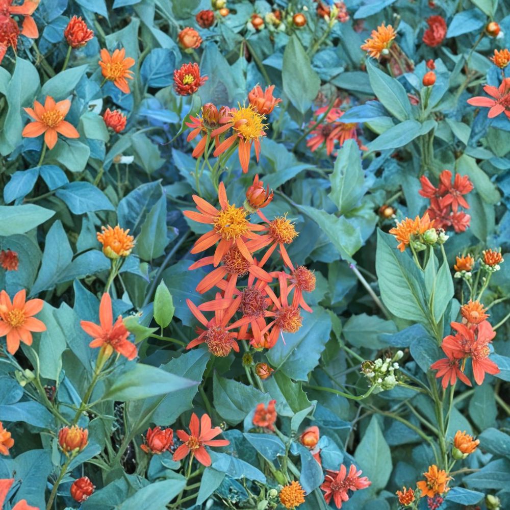Mexican Flame Vine Cuttings – Pseudogynoxys chenopodioides Live Unrooted | Set of 10 | Orange Yellow Flower Vine | Pollinator Plant | Fast Growing