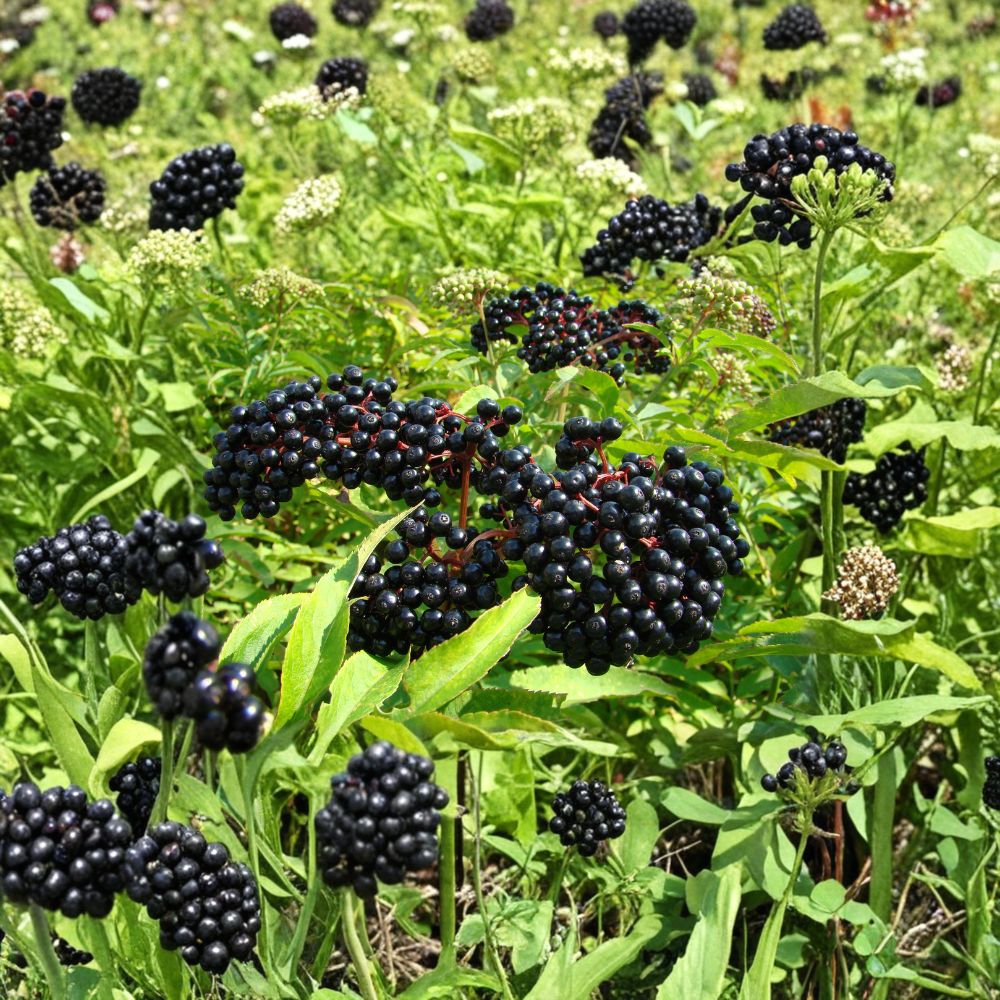 Elderberry Cuttings Mix – 10 Sambucus canadensis (Johns & Adams) + 3 Goji Berry Cuttings | Easy Rooting Fruit Shrubs | Organic Garden