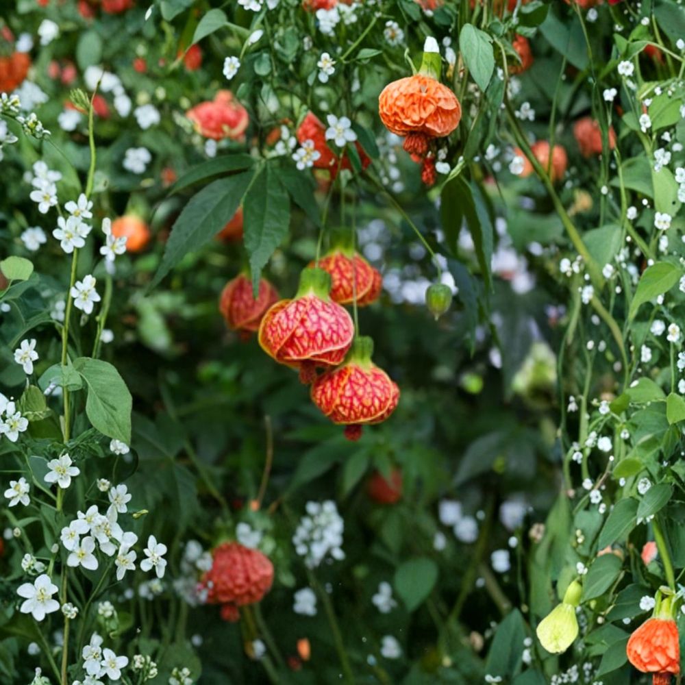 Tiger Eye Abutilon – Flowering Maple Live Plant | Small Rooted Starter in Pot | Exotic Lantern Blooms | Easy Care Indoor Outdoor Plant