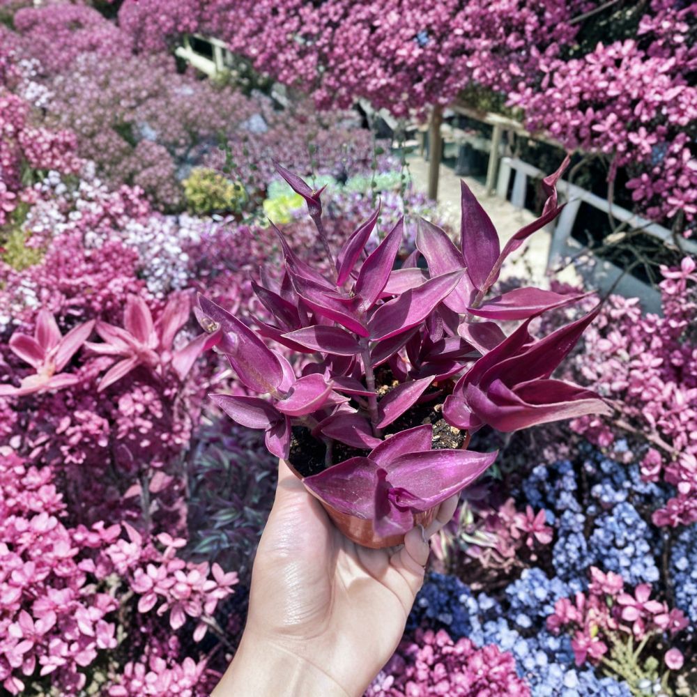 Wandering Jew Burgundy Cuttings Set of 5+ | Tradescantia Zebrina Purple Plant | Fast Growing Trailing Houseplant | Indoor Plant Starter | No Pot