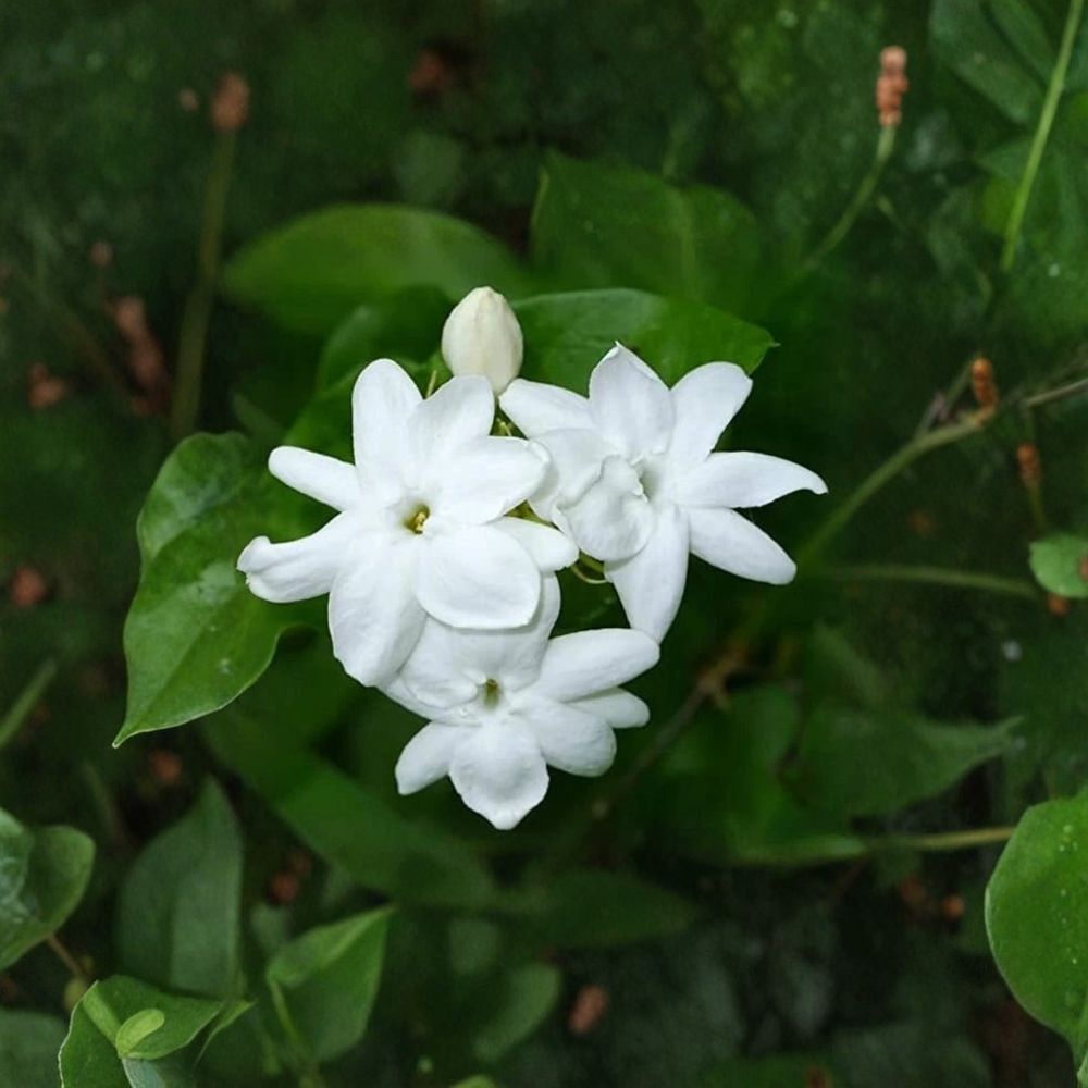Maid of Orleans Jasmine Plant – Jasminum sambac | Live Rooted Starter Plant in Pot | Extremely Fragrant White Blooms | Indoor Outdoor