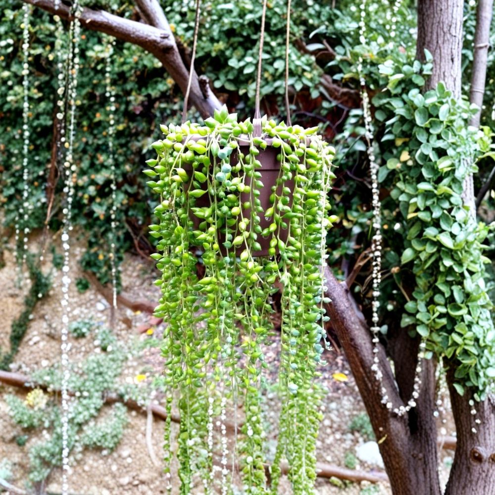 String of Pearls Cuttings – Senecio rowleyanus Live Unrooted | Set of 30 | Trailing Succulent | Hanging Plant | Easy to Grow