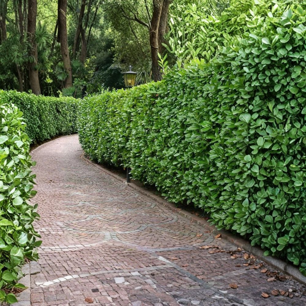 Carolina Cherry Laurel Seedlings – 5 Live Plants Not Cuttings | Prunus caroliniana | Evergreen Hedge Tree | Hardy Outdoor Plant