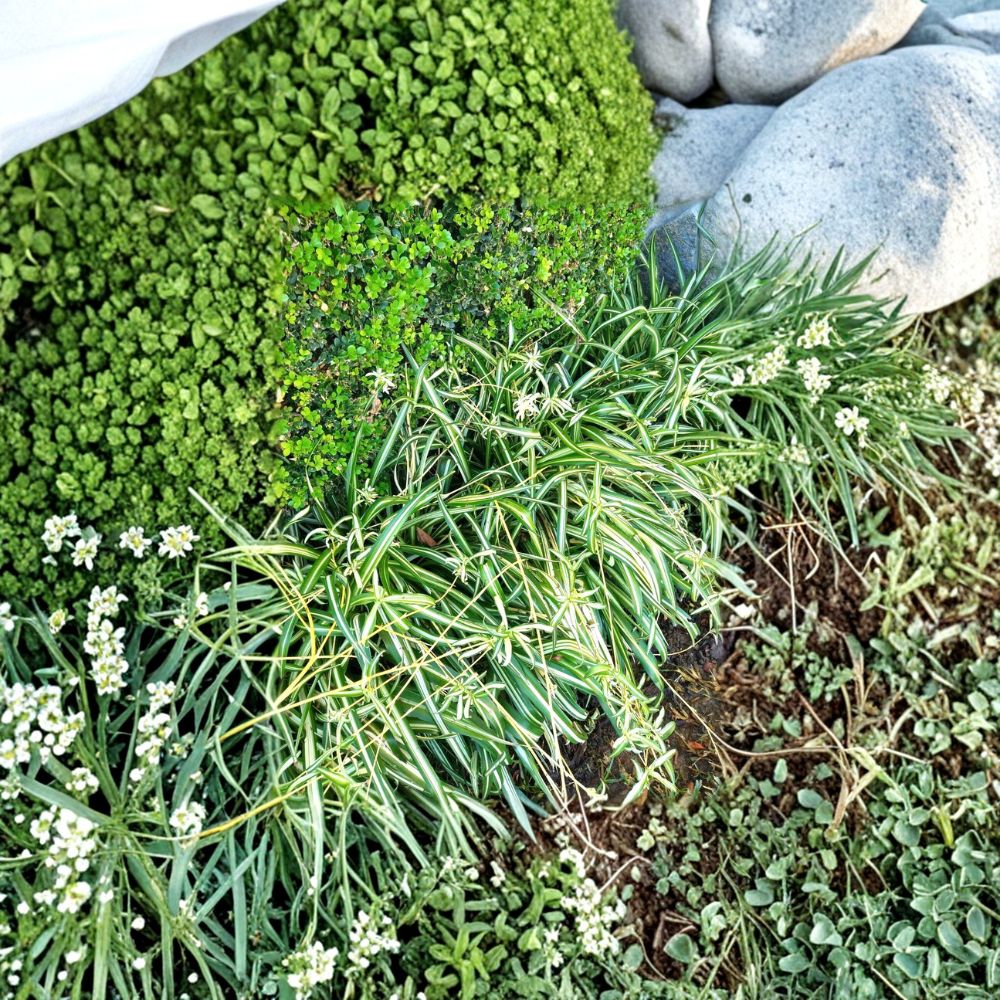 Spider Plant – 15 Rooted Cuttings | Chlorophytum Comosum Baby Plants | Easy Indoor Hanging Plant | Air Purifying Houseplant