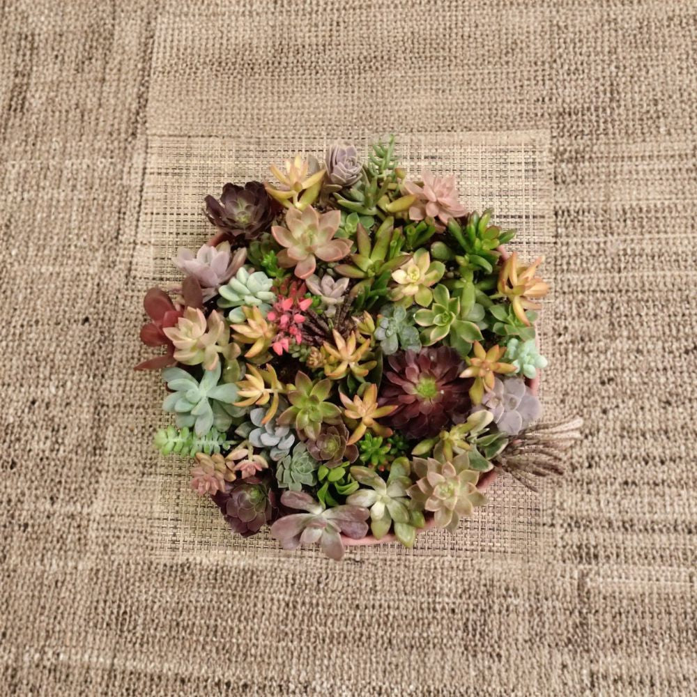 40 Succulent Cuttings Mix – 20 Varieties | Assorted Rosette Succulents | DIY Succulent Kit | Wedding Favors & Terrarium Plants | Easy to Grow