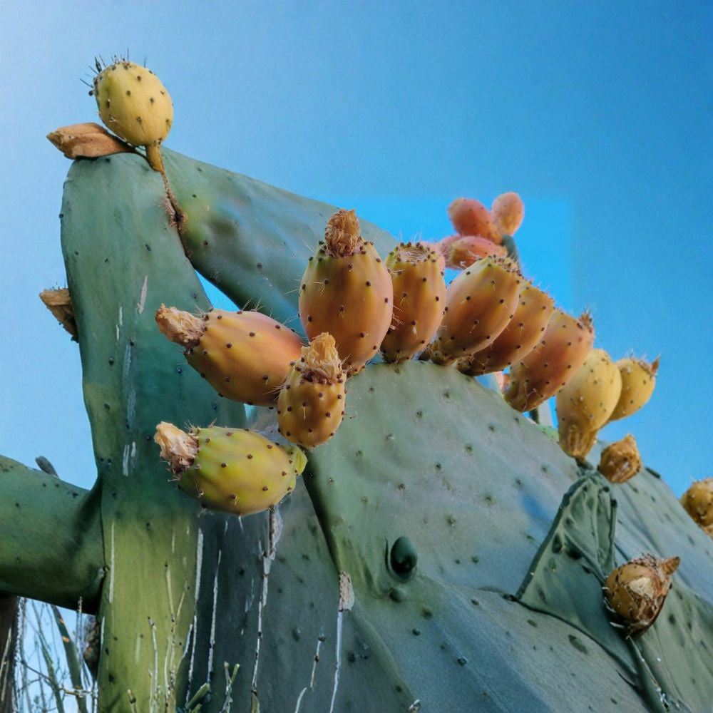 Opuntia Prickly Pear – Tuna Sabra Cactus 60 Organic Seeds | Yellow Fruit Variety | Fresh Harvest Edible Cactus Fruit | Nopal Plant | Drought Tolerant Garden