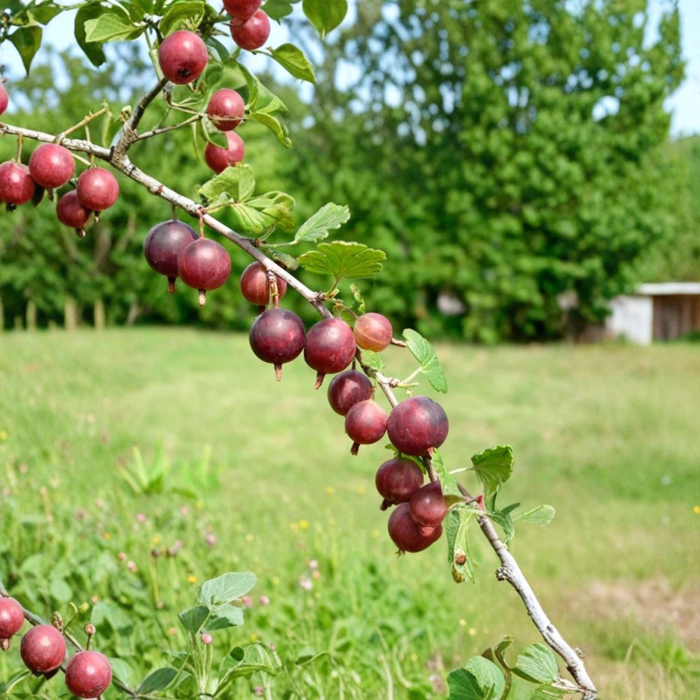 Black Velvet Gooseberry Plant – Ribes uva-crispa Live Rooted Starter | Hardy Zones 3–8 | Edible Superfood Berry Bush | Organic Backyard Fruit Plant