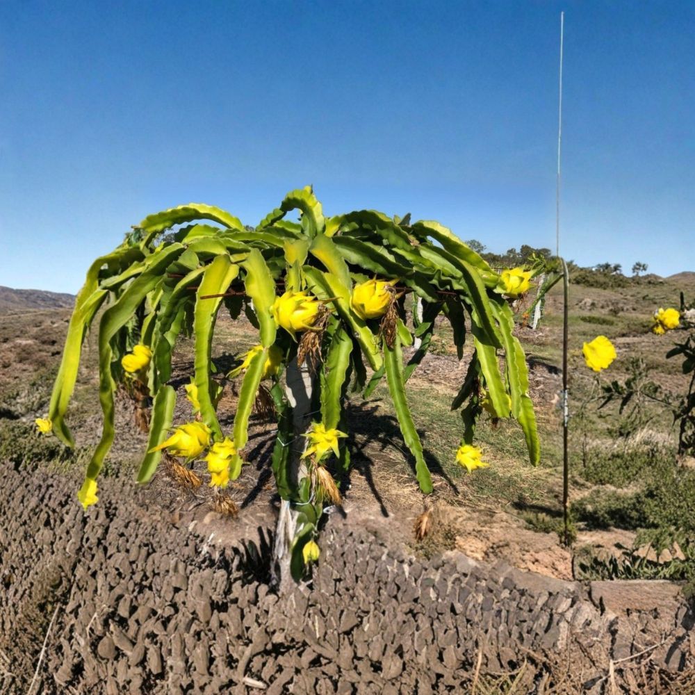 Yellow Dragon Fruit Plant – Selenicereus megalanthus Live Potted Cutting | 8–12 Inch Plant | Tropical Fruit Cactus | Florida Grown