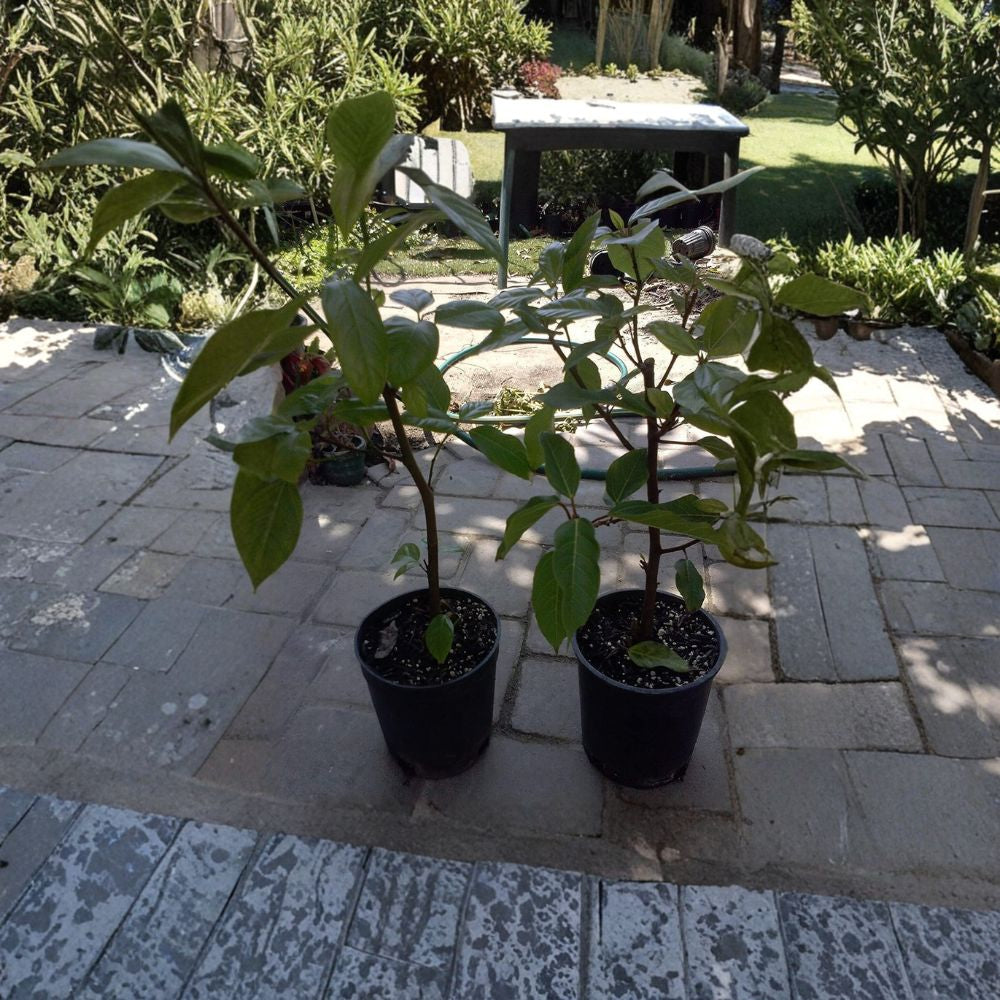 Cluster Fig Tree – Ficus racemosa (Cây Sung) Live Fruit Tree | 1 Foot Tall | Shipped in 1 Gallon Pot Tropical Edible Fig | Unique Trunk-Fruiting Variety | Container Friendly