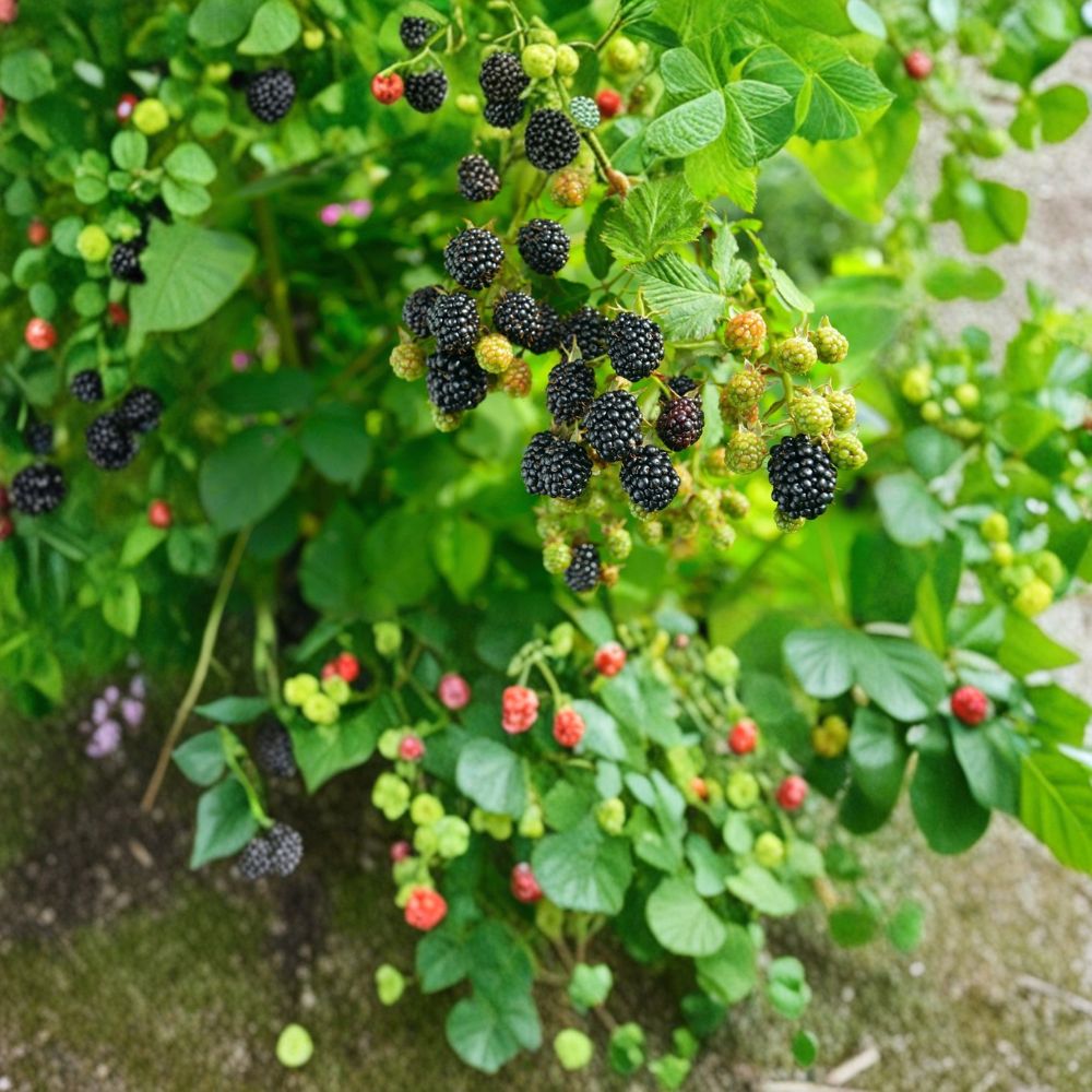 Navaho Thornless Blackberry Plants – 10 Live Starter Plugs | 3–6 Inches Tall | Sweet Upright Berry Bush | Bare Root Garden Fruit Plants