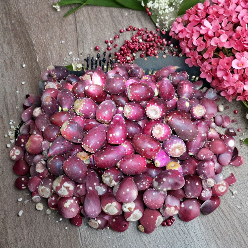 Opuntia engelmannii – Cold Hardy Prickly Pear 20 Seeds | Edible Nopal Cactus | High Antioxidant Fruit Sweet Prickly Pear | Hardy Desert Plant | Wildlife Friendly