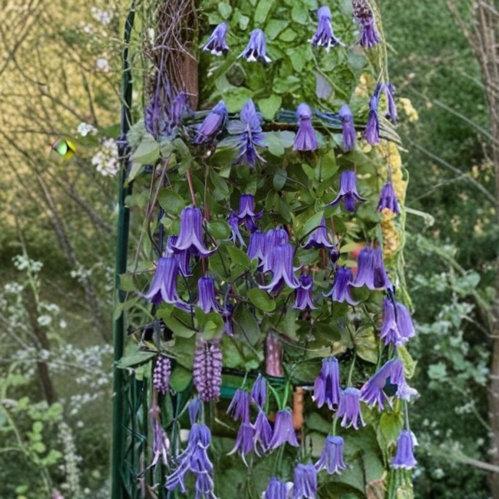 Blue Bells Rooguchi Clematis – Clematis hybrida Live Rooted Starter Plant | Fragrant Climbing Vine | Hummingbird Friendly | Hardy Zones 5–9