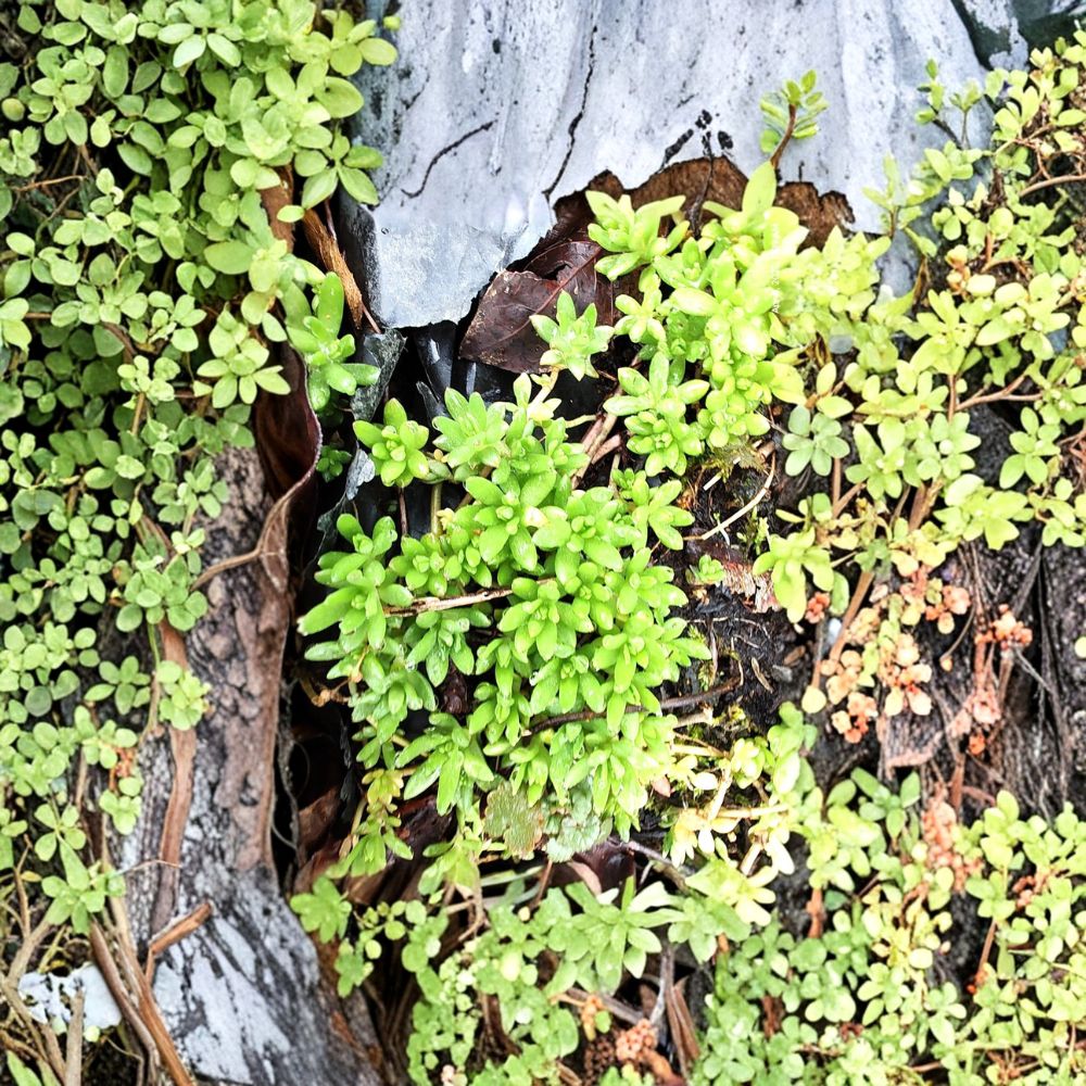 Sedum Sarmentosum Cuttings – 60 Pack Live Creeping Succulent | Fast Growing Ground Cover | Hardy Perennial | Indoor & Outdoor Garden Plant