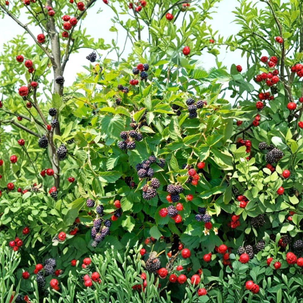 Triple Crown Thornless Blackberry Plants – Set of 6 Live Starter Plants | 4–10 Inches Tall | Sweet Juicy Berry Bush | High Yield Garden Fruit Plant