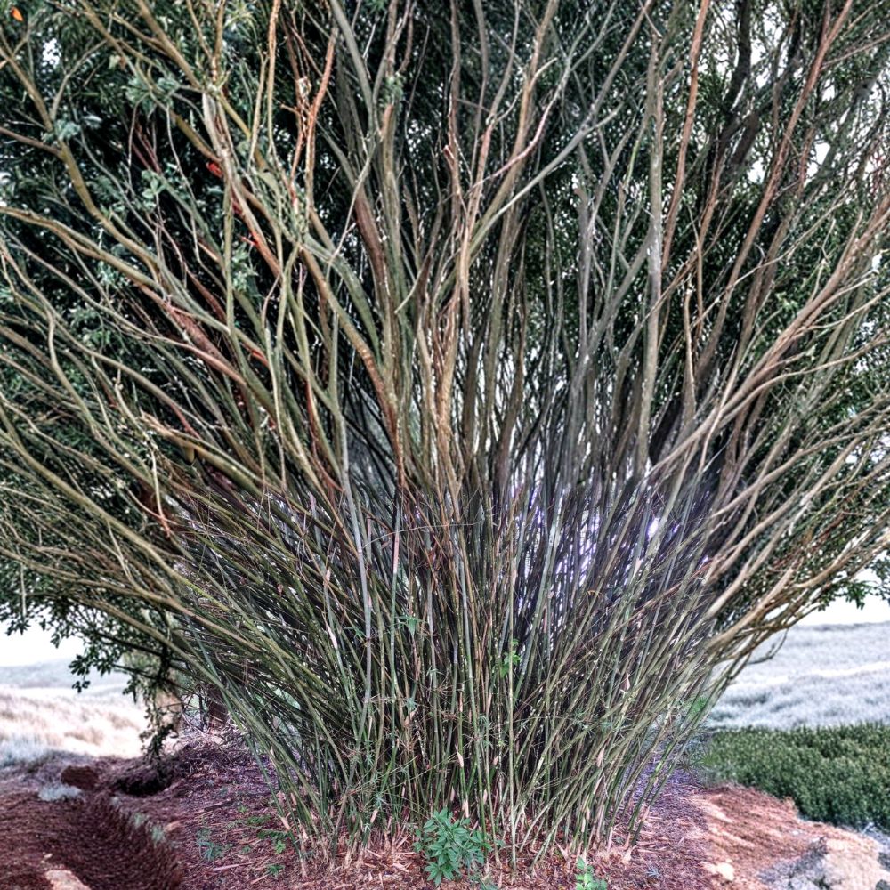 Weaver’s Bamboo – Bambusa textilis ‘Gracilis’ Live Plant | Clumping Non-Invasive Bamboo | Rooted Division 8–12 Inch