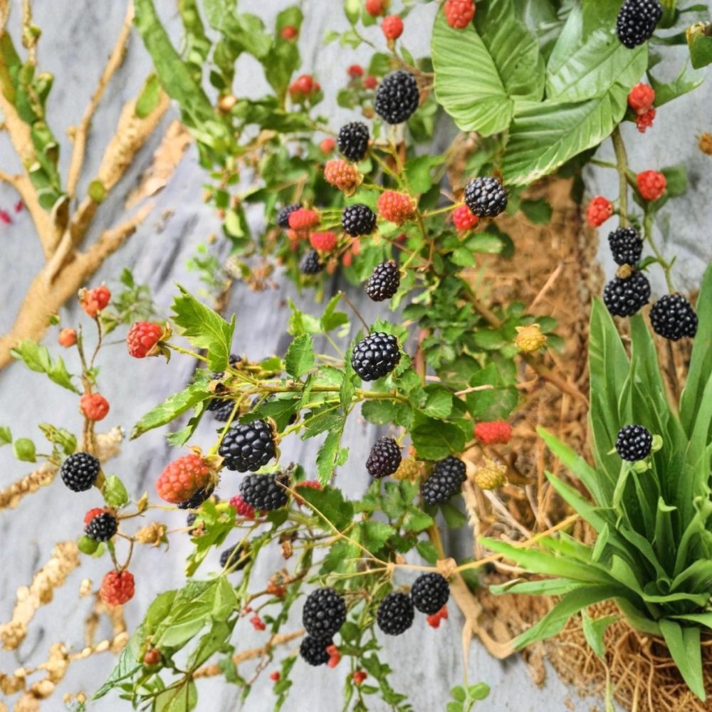 Von Thornless Blackberry Plants – Set of 2 Live Starter Plants | 4–10 Inches Tall | Sweet High Yield Berry Bush | Easy Grow Fruit Plant | Backyard Garden