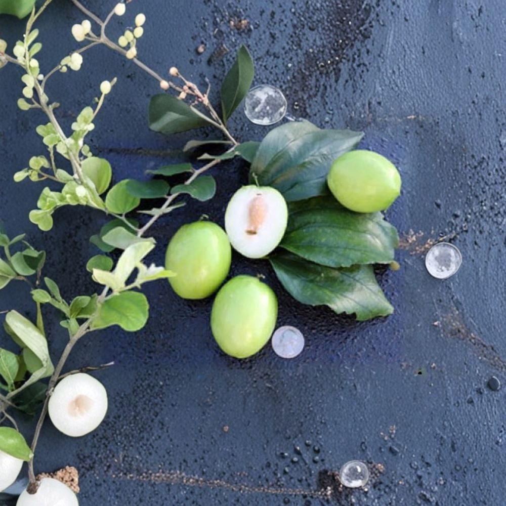 Thai Jujube Tree – Ziziphus mauritiana Live Fruit Tree | 2–3 Feet Tall | Ships in 3 Gallon Pot Cây Táo Thái | Sweet Apple-Like Fruit | Fast Bearing Tree
