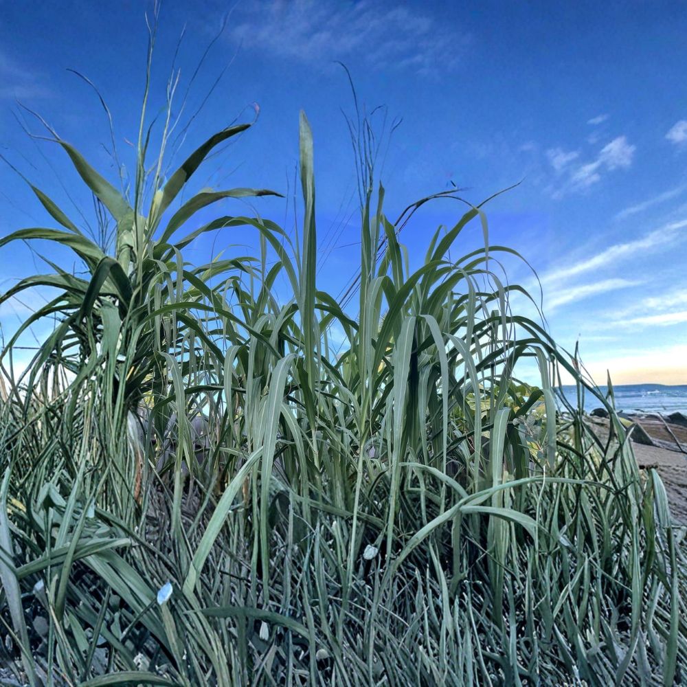 Sugarcane Cuttings – 4 Large 12 Inch Heirloom Cane | Fresh Cut to Order | Fast Growing Tropical Plant | Edible Garden Starter | Privacy Screen