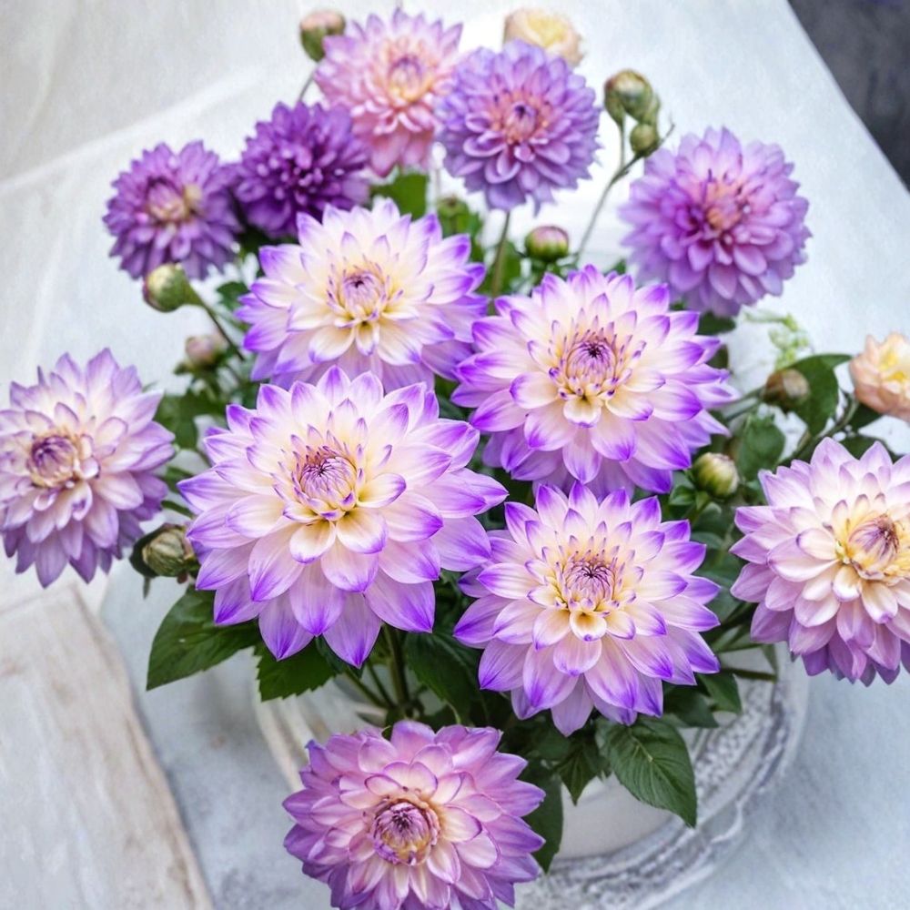 Ferncliff Illusion Dahlia Tubers – Dinnerplate Dahlia Bulbs | Soft Lavender & Cream Blooms | Set of 3 | Cut Flower Garden | Easy to Grow