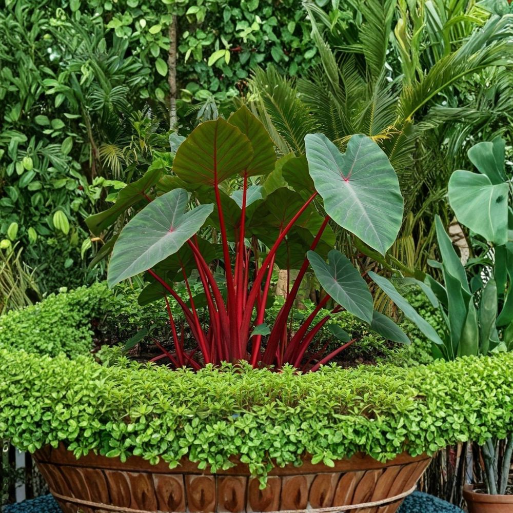 Hawaiian Punch Elephant Ear – Colocasia esculenta Live Starter Plant | Small Rooted Plant in Pot | Tropical Foliage | Patio & Garden