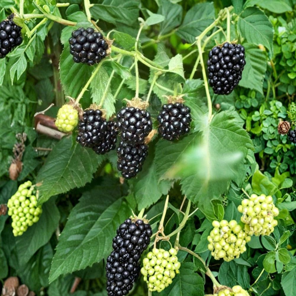 Darrow Blackberry Plant – Rubus fruticosus Live Starter Plug | Thorned Hardy Berry Bush | Sweet Fruit Garden Plant