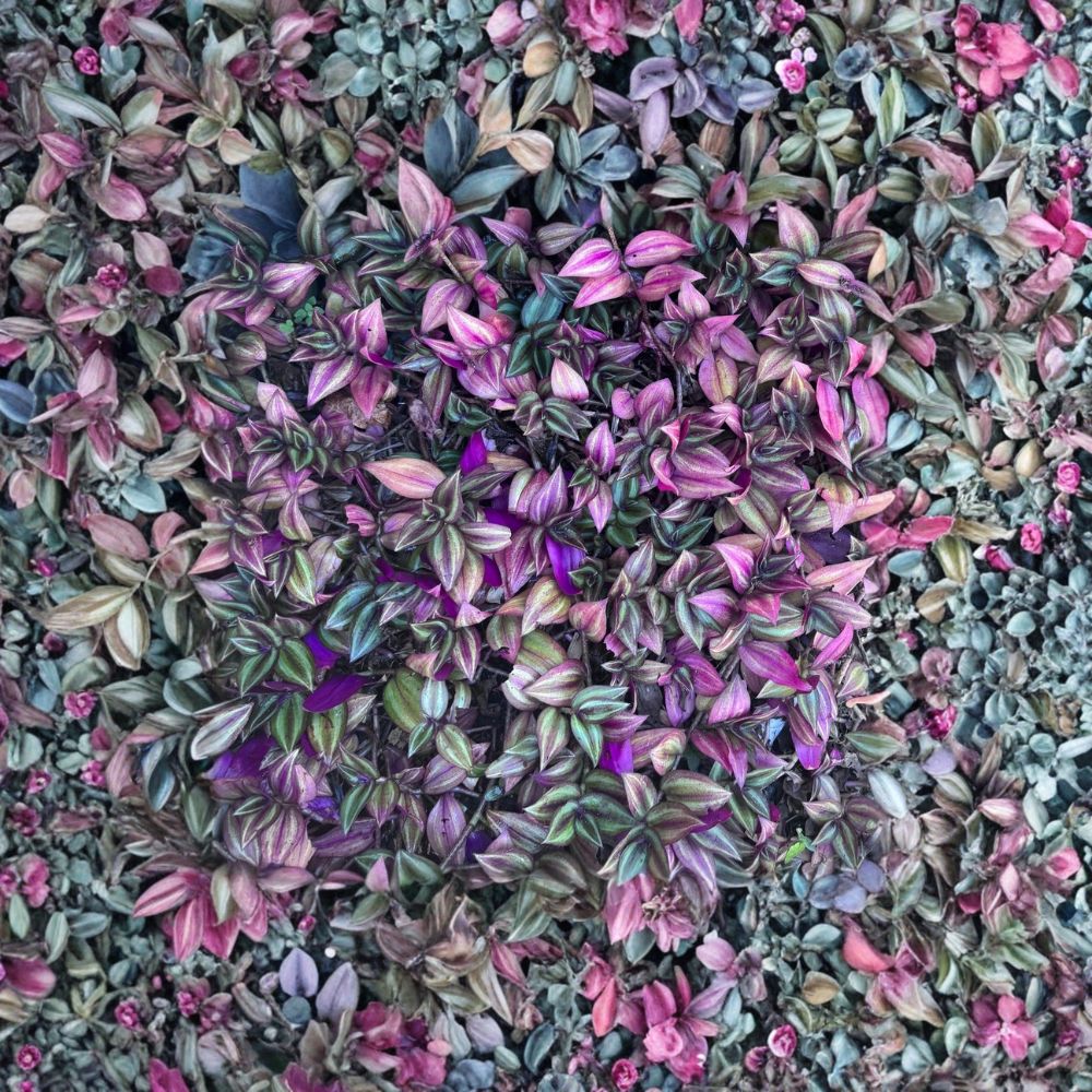 Tradescantia Zebrina Cuttings Set of 5 | Wandering Jew Plant | Purple Trailing Houseplant | Fast Growing Indoor Plant | No Pot