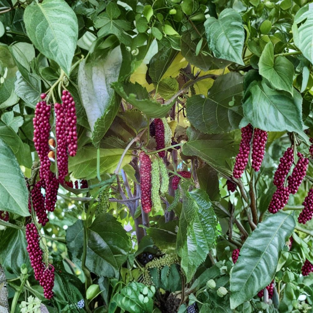 Pakistan Mulberry Plants – Set of 2 Live Starter Trees | 6–8 Inches Tall | Morus nigra Sweet Exotic Fruit Plant | No Pot