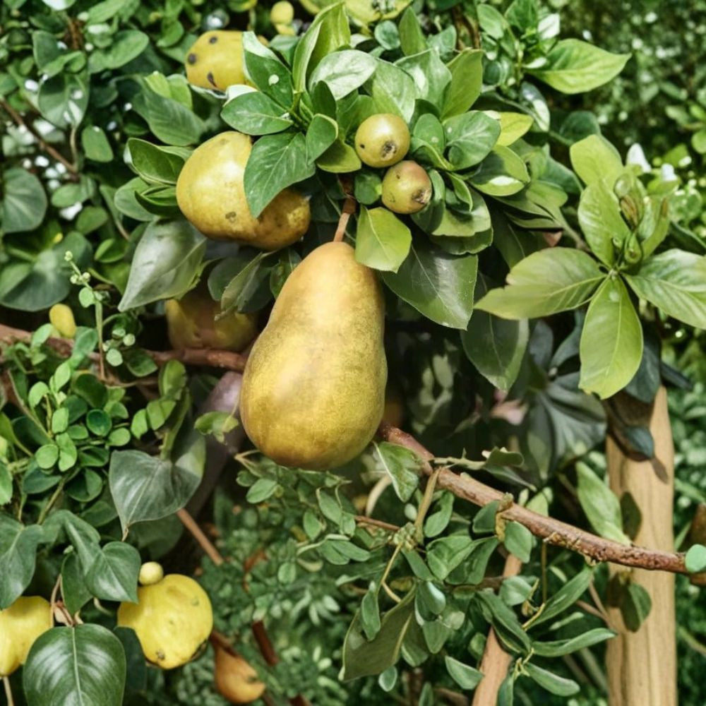 Gorham Pear – Heirloom Fruit Tree 25+ Seeds | USA Sourced | Home Garden Planting Grow Your Own Pear Tree | Backyard Orchard | Deciduous Fruit