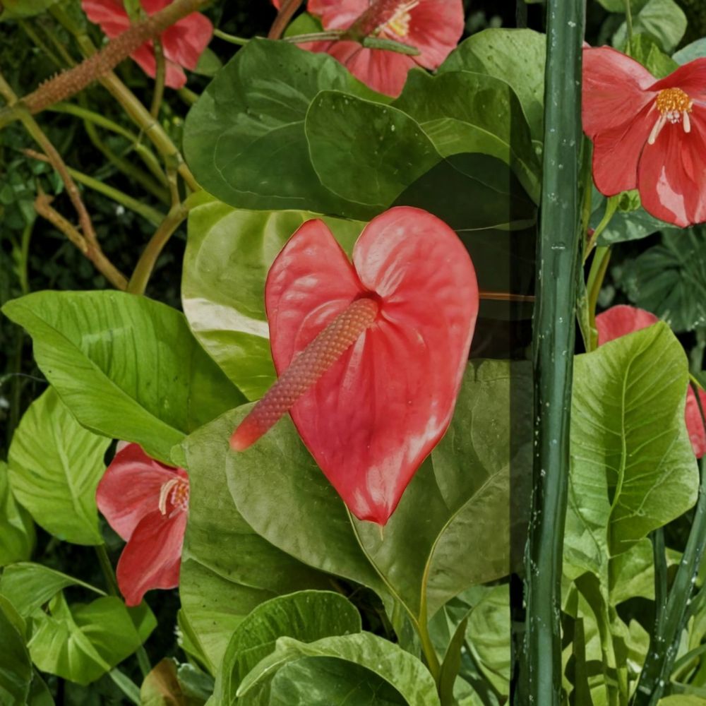 Anthurium Plant – Red Flower Tropical Houseplant | Heart Shaped Leaves | Live Bare Root Plant | Indoor Easy Care