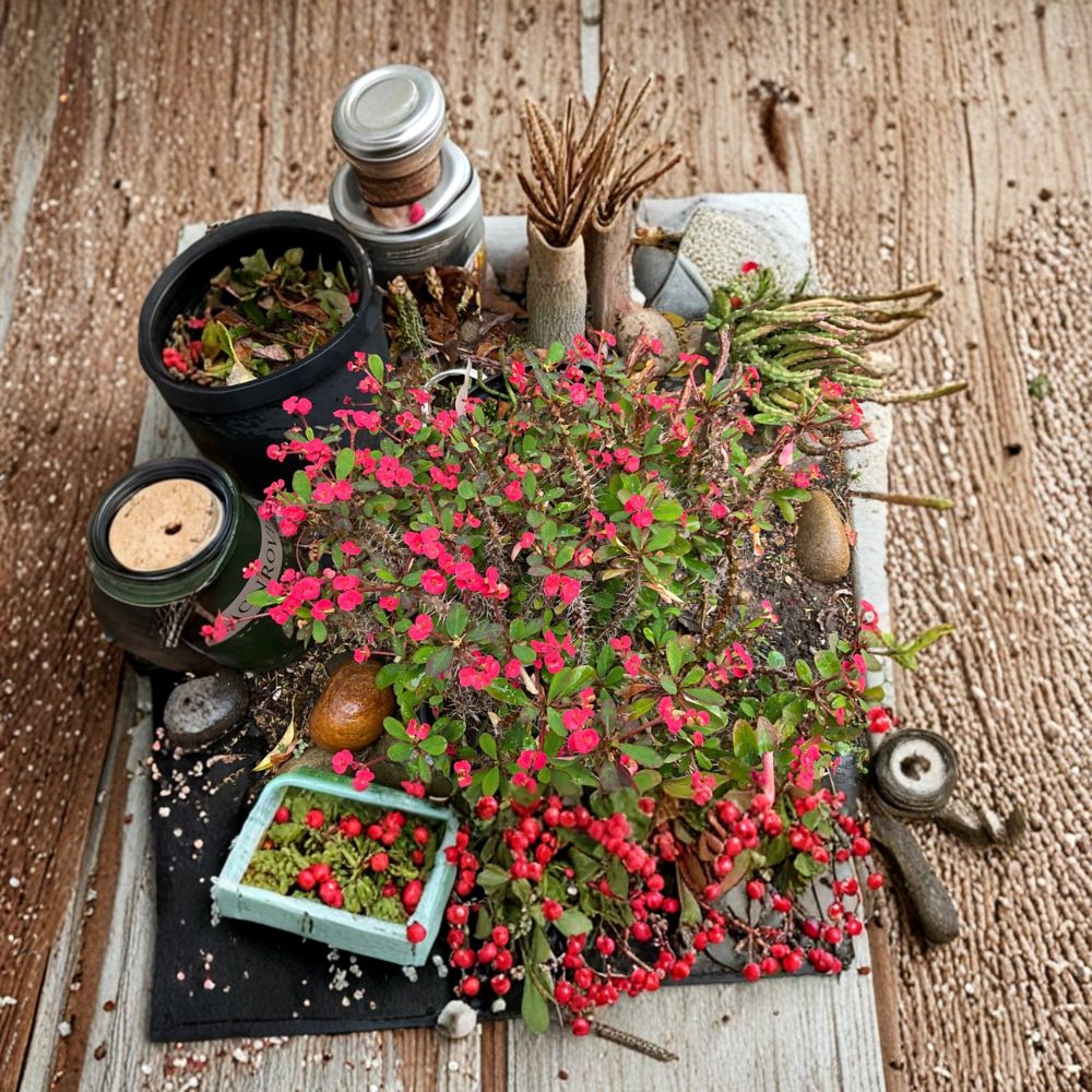 Crown of Thorns Cuttings – Euphorbia milii Mixed Varieties | Set of 3 | 5 Inch Succulent Cuttings | Colorful Flowering Plant | Easy to Grow