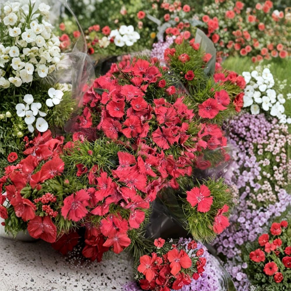 Dianthus ‘Sweet Coral’ – Live Plug Plant 3–6 Inch | Coral Pink Flowering Perennial | Fragrant Garden & Pot Plant