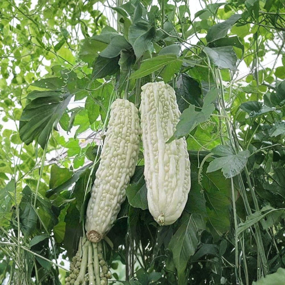 White Pearl Bitter Gourd – Heirloom Variety 15 Seeds | Balsam Pear Melon | Non-GMO Climbing Vegetable Vine | Warm Season Crop | Asian Garden Favorite