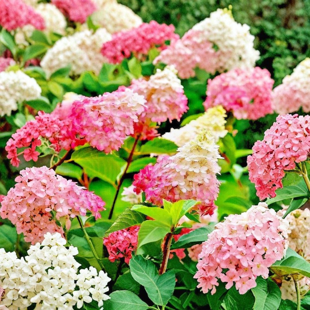 Vanilla Strawberry Hydrangea Cuttings – Hydrangea paniculata Live Unrooted | 20 Fresh Cuttings | White Pink Blooms | Hardy Shrub