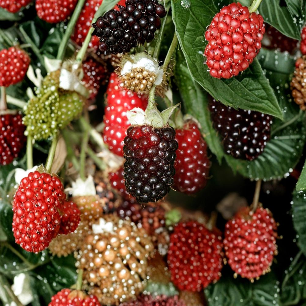 Boysenberry Plant – Live Berry Plant | Sweet Purple Hybrid Berry | 2.5 Inch Pot | Backyard Fruit Garden | Easy to Grow