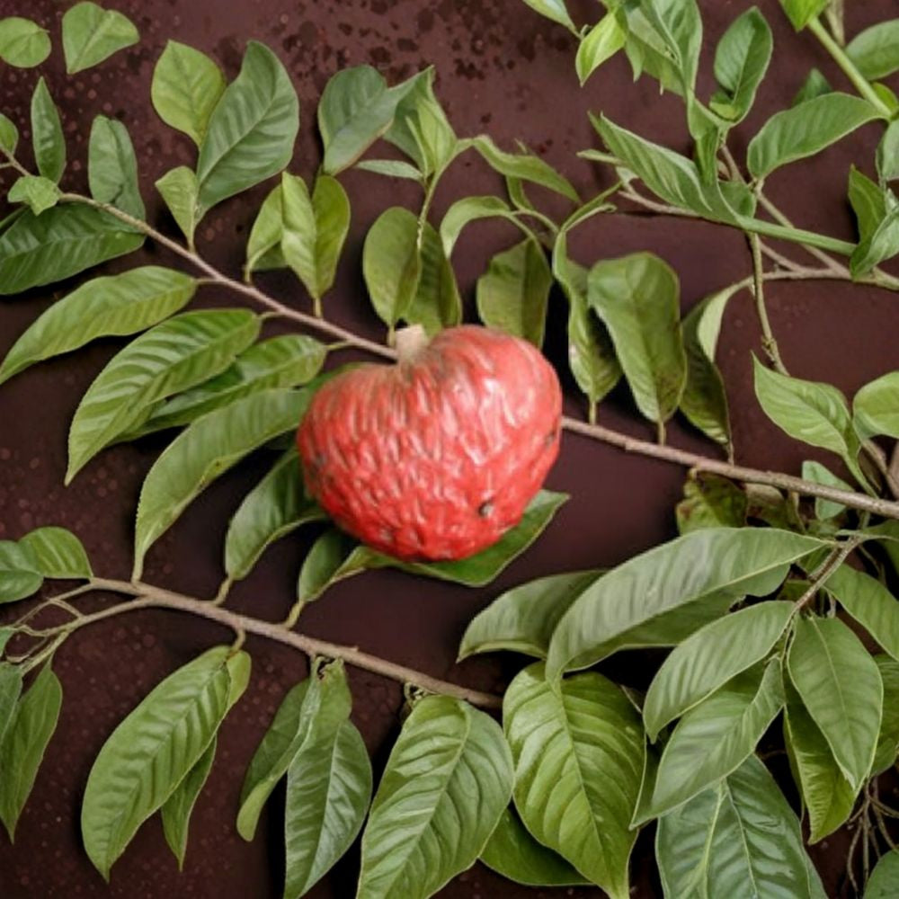 Red Custard Apple – Annona reticulata Live Tropical Fruit Tree | 2–3 Feet Tall | Ships in 3 Gallon Pot Sweet Creamy Fruit | Rare Tropical Variety | Exotic Garden Tree